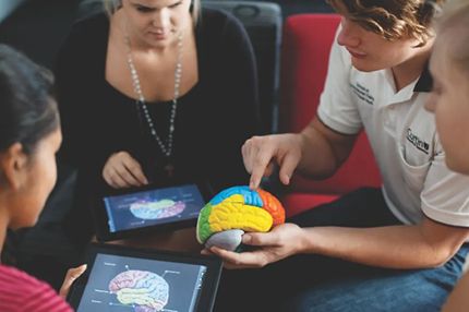 Psychology students examining a human brain model and digital brain anatomy